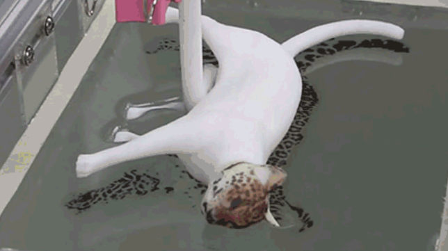 3D模型水转印加工